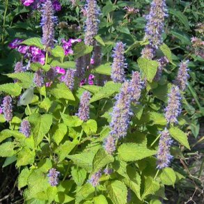 Agastache 'Golden Jubilee'.<br/>Anisisop