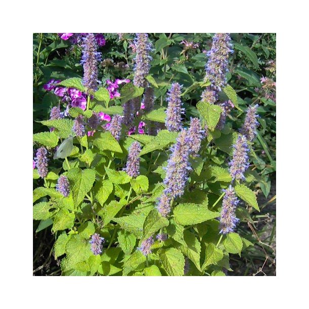 Agastache 'Golden Jubilee'.<br/>Anisisop