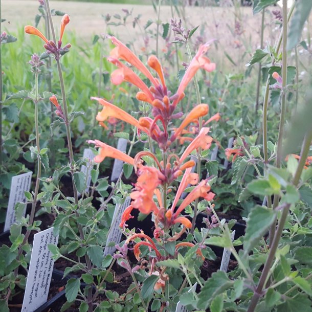 Agastache 'Kudos Mandarin'.<br/>Anisisop