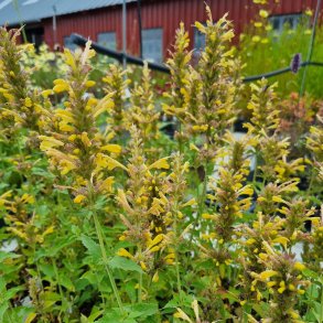 Agastache 'Kudos Yellow'.<br/>Anisisop