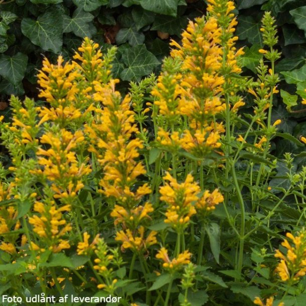 Agastache 'Kudos Yellow'.<br/>Anisisop