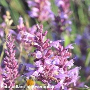 Agastache 'Linda'.<br/> Anisisop