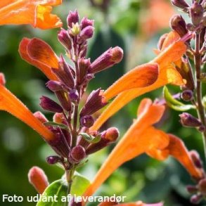 Agastache 'Mango Tango'.<br/>Anisisop