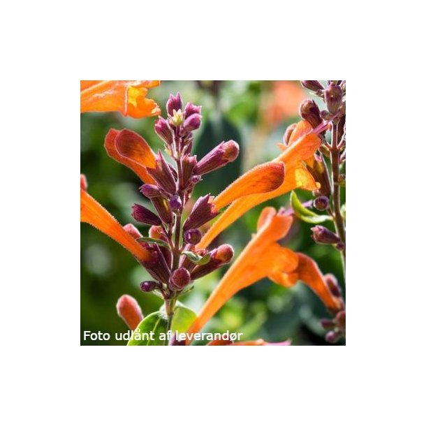 Agastache 'Mango Tango'.<br/>Anisisop