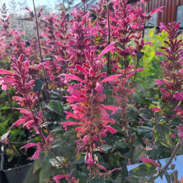 Agastache 'Morello'.<br/>Anisisop