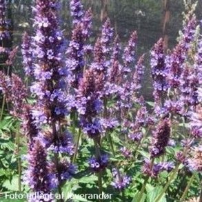 Agastache 'Purple Haze'.<br/>Anisisop