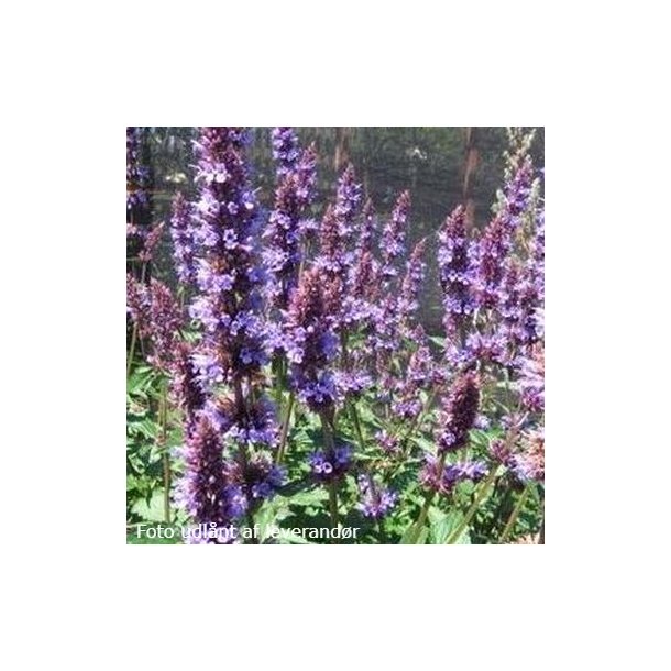 Agastache 'Purple Haze'.<br/>Anisisop