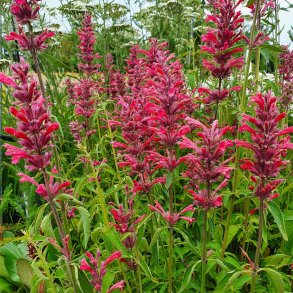 Agastache mexicana 'Red Fortune'.<br/>Anisisop