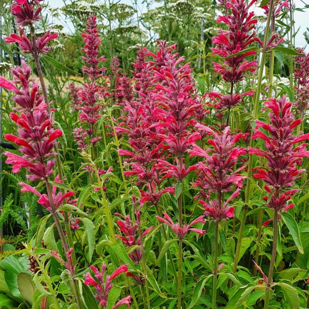 Agastache 'Red Fortune'.<br/>Anisisop