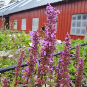 Agastache 'Spicy'.<br/>Anisisop