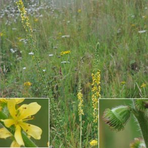 Agrimonia eupatoria.<br/>Agerm�ne
