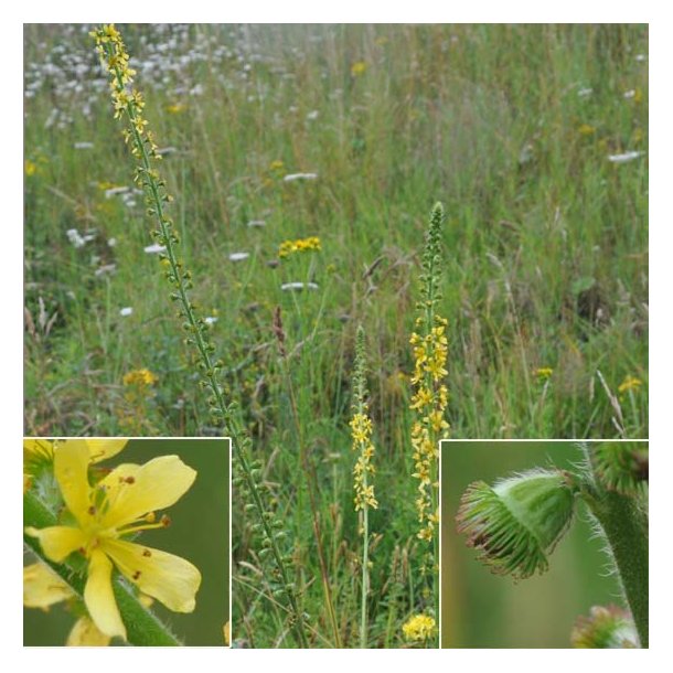 Agrimonia eupatoria.<br/>Agerm�ne