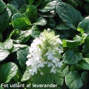 Ajuga reptans 'Midnight Mystery'.<br/>L�bel�s