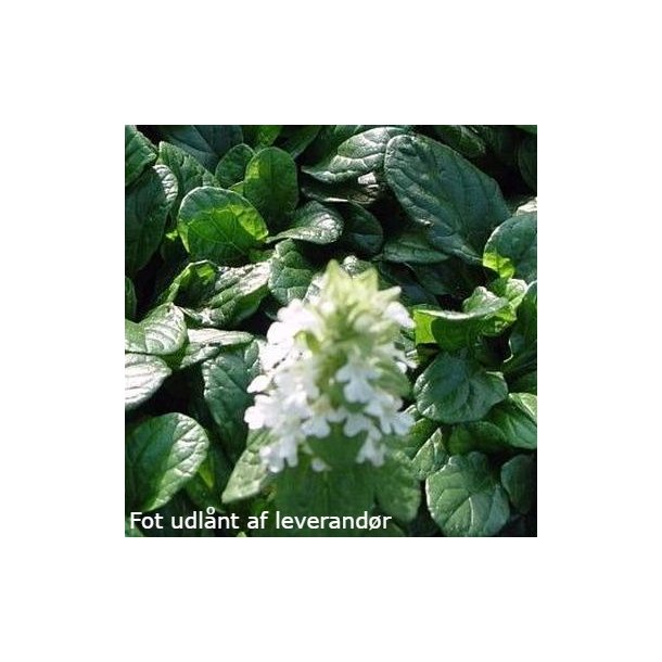 Ajuga reptans f. albiflora 'Alba'.<br/>Lbels