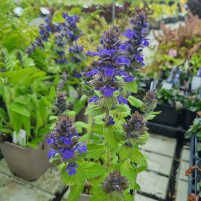 Ajuga genevensis.<br/>Fjeldl�bel�s