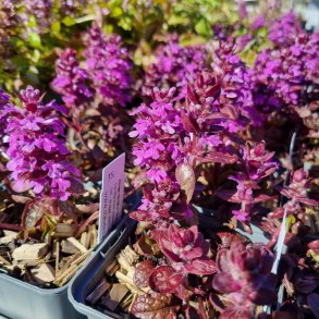 Ajuga reptans 'Midnight Mystery'.<br/>L�bel�s