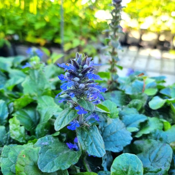 Ajuga reptans.<br/>Lbels