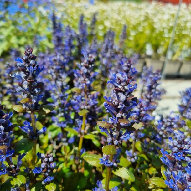Ajuga tenorei 'Valfredda'.<br/>Lbels