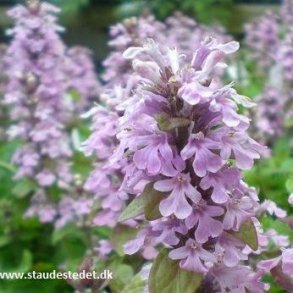 Ajuga reptans 'Rosea'.<br/>Lbels