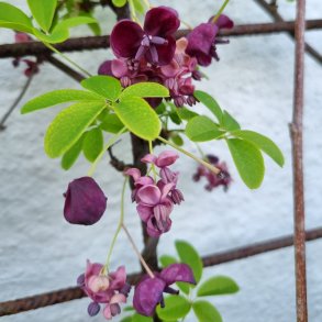 Akebia quinata.<br/>Chokoladeranke