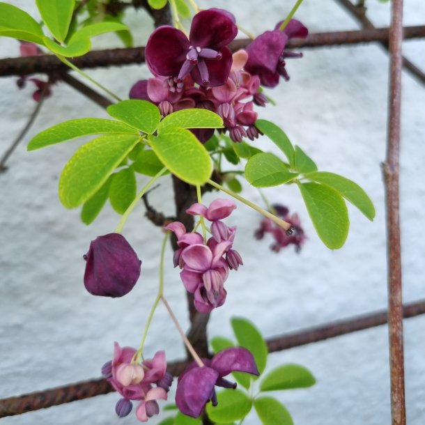 Akebia quinata.<br/>Chokoladeranke