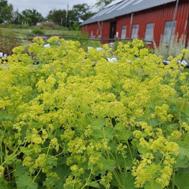 Alchemilla epipsila.<br/>Lvefod