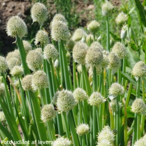 Allium fistulosum.<br/> Pibel�g
