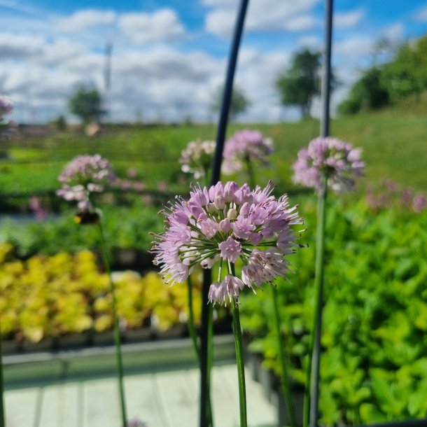 Allium 'Summer Beauty'.<br/> Prydlg