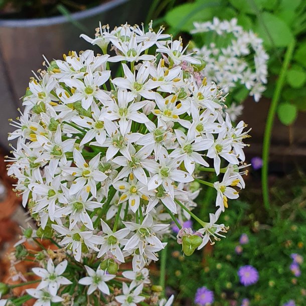 Allium tuberosum.<br/> Kinapurlg
