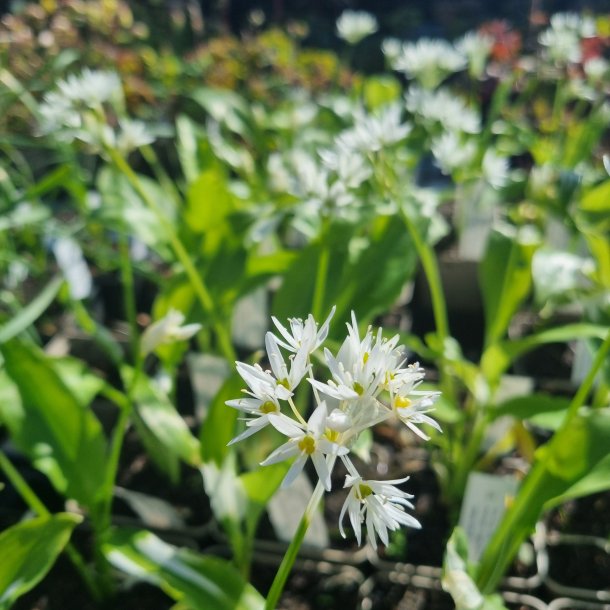 Allium ursinum.<br/> Ramsl�g