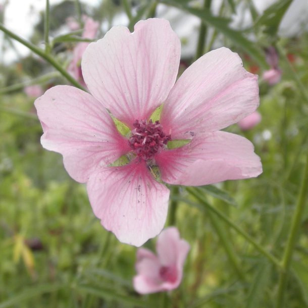 Althaea cannabina.<br/>Hampstokrose