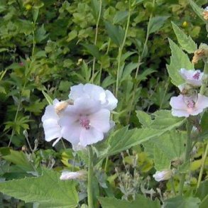 Althaea officinalis.<br/>L�gestokrose