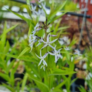 Amsonia elliptica. <br/>Amsonia