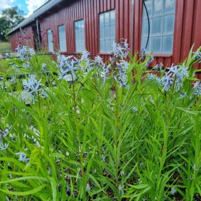 Amsonia 'Ernst Pagels'. <br/>Amsonia