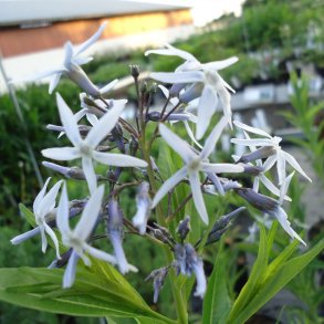 Amsonia tabernaemontana. <br/>Amsonia