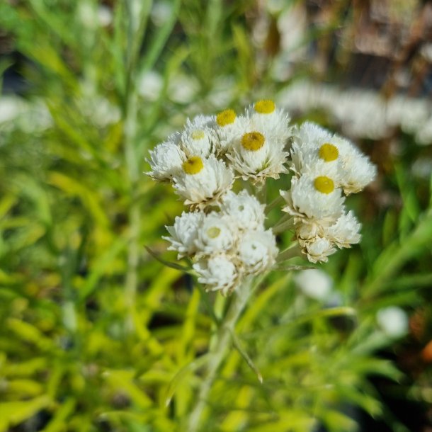 Anaphalis magaritacea 'Neuschnee'. <br/>Perlekurv