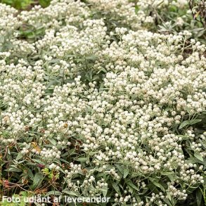 Anaphalis triplinervis 'Silberregen'. <br/>Perlekurv