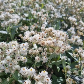 Anaphalis triplinervis.<br/>Perlekurv