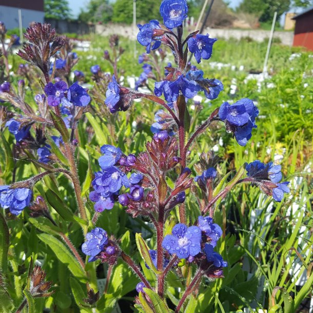 Anchusa azurea 'Loddon Royalist'.<br/>Italiensk oksetunge