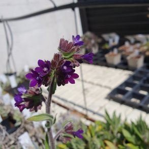 Anchusa officinalis.<br/>L�geoksetunge