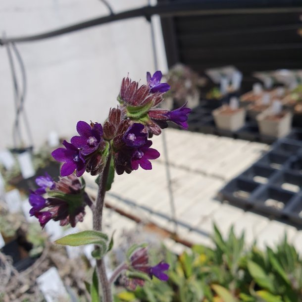Anchusa officinalis.<br/>L�geoksetunge