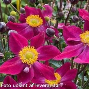 Anemone hupehensis ARIEL 'lfanfa'.<br/>H�stanemone