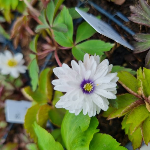 Anemone nemorosa 'Blue Eyes'.<br/>Anemone