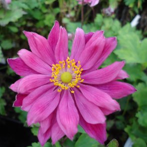 Anemone hupehensis var. japonica 'Bressingham Glow'.<br/>H�stanemone