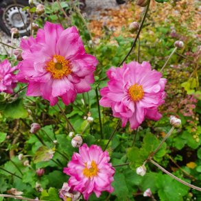 Anemone x hybrida 'Carmen'.<br/>H�stanemone