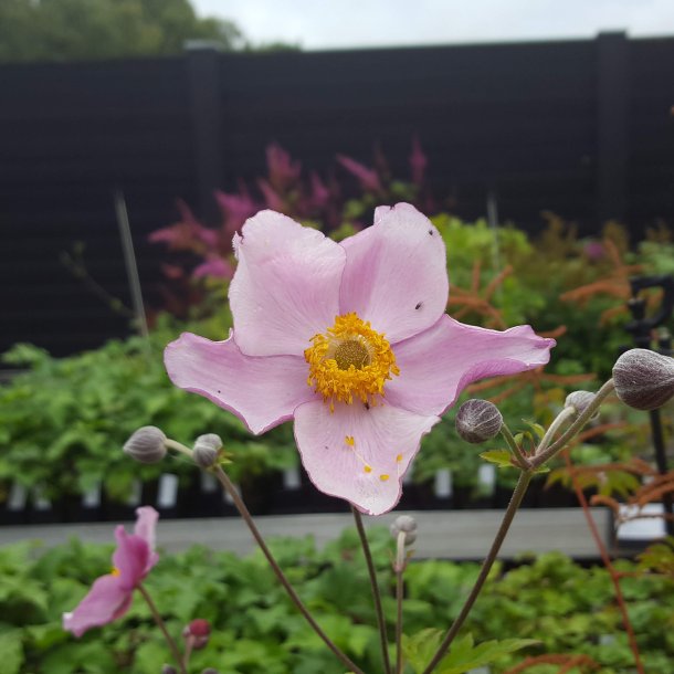 Anemone x hybrida 'Cloudy Abundance'.<br/>H�stanemone