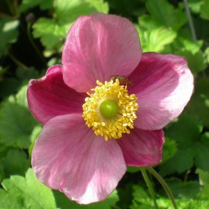 Anemone hupehensis 'Hadspen Abundance'.<br/>H�stanemone