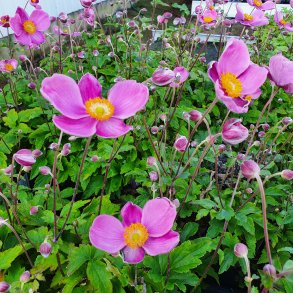 Anemone hupehensis JASMINE 'lfanfj'.<br/>H�stanemone