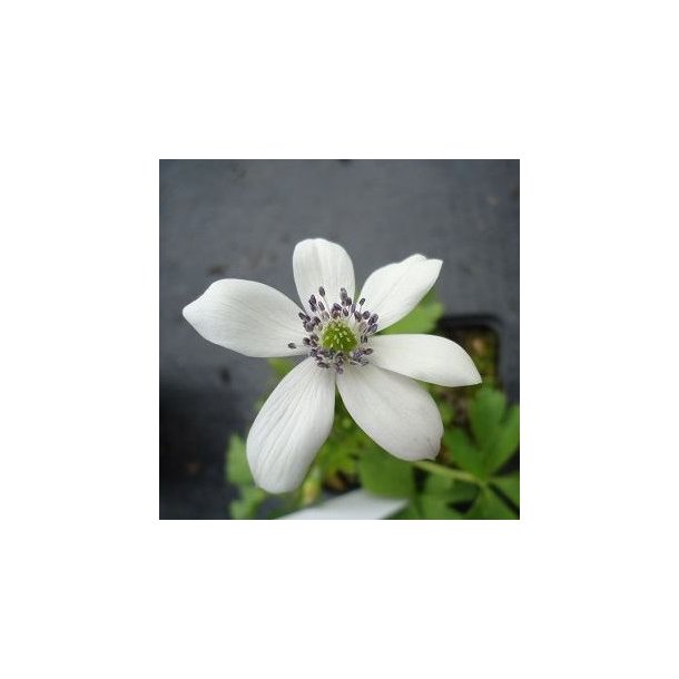 Anemone leveillei.<br/>Sommeranemone