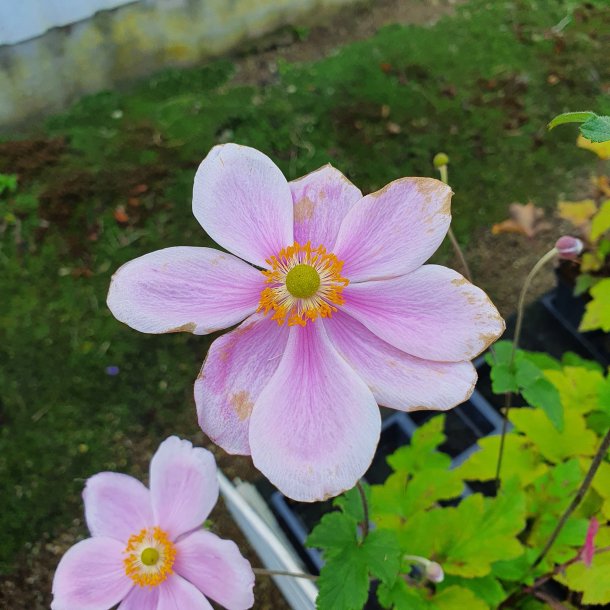 Anemone hybrida 'Lorelei'.<br/>Hstanemone